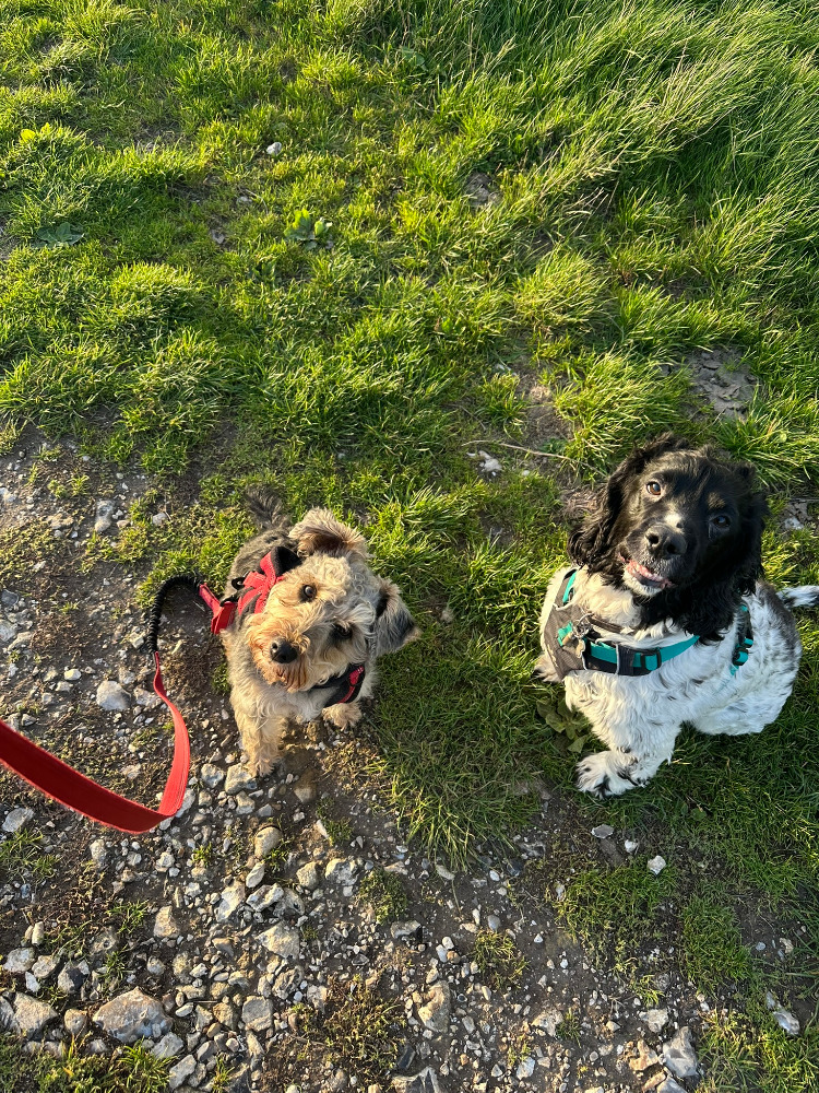 Georgia walking dogs in the South Downs