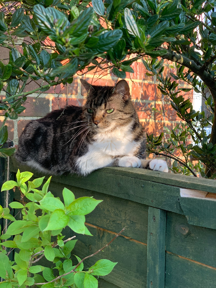 Georgia caring for a pet at home