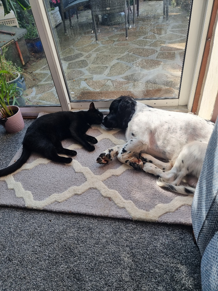 Georgia visiting a pet at home